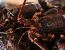 Lobster