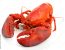 Lobster
