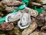 Oysters