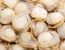 Scallops